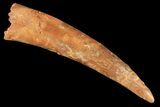 Huge, Pterosaur (Siroccopteryx) Tooth - Morocco #124730-1